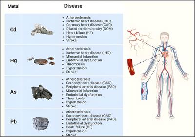 Non-essential heavy metal effects in cardiovascular diseases: an overview of systematic reviews